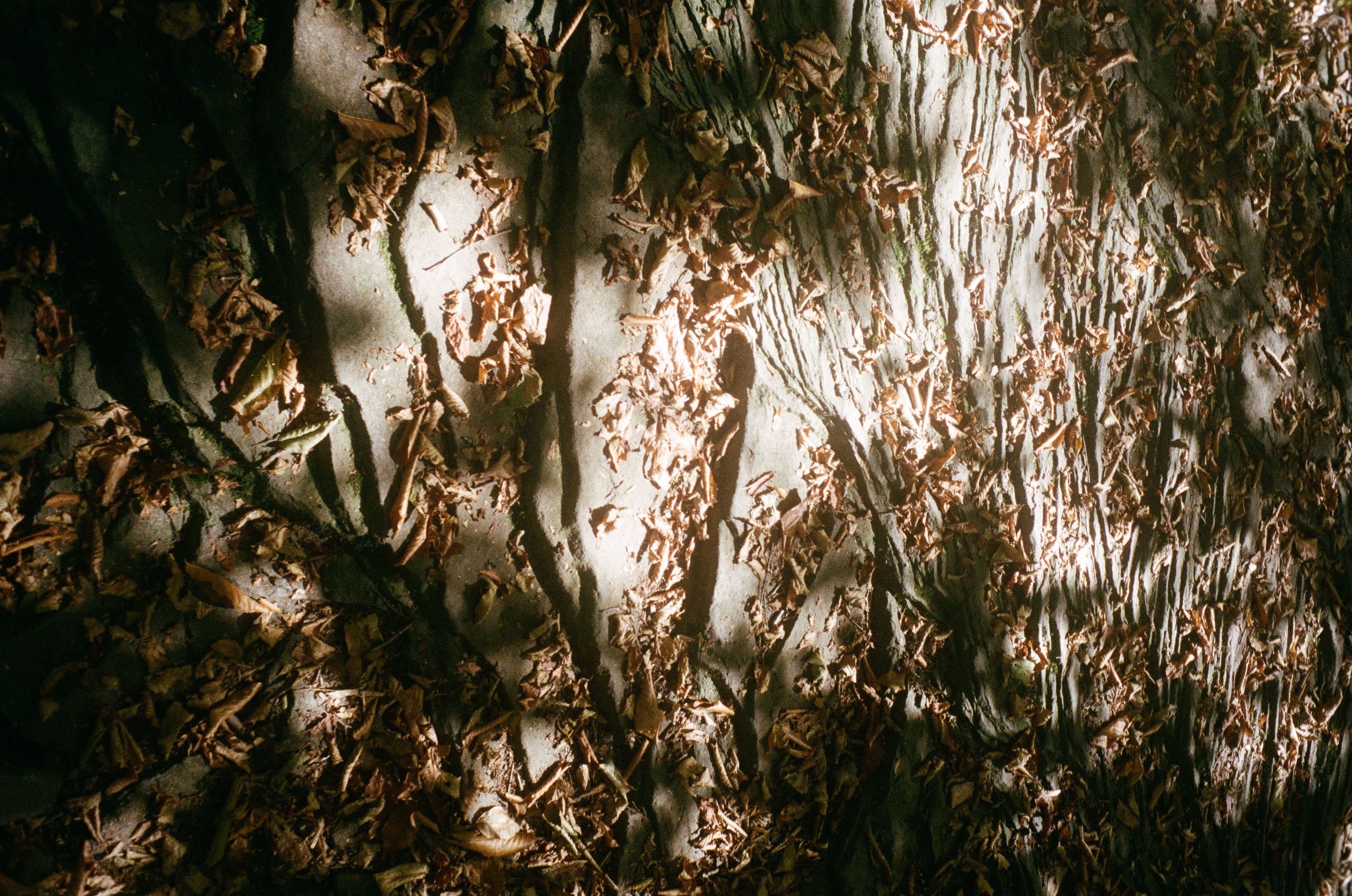 A wrinkled, layered stone on a mountain trail covered in fall leaves